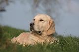GOLDEN RETRIEVER 992